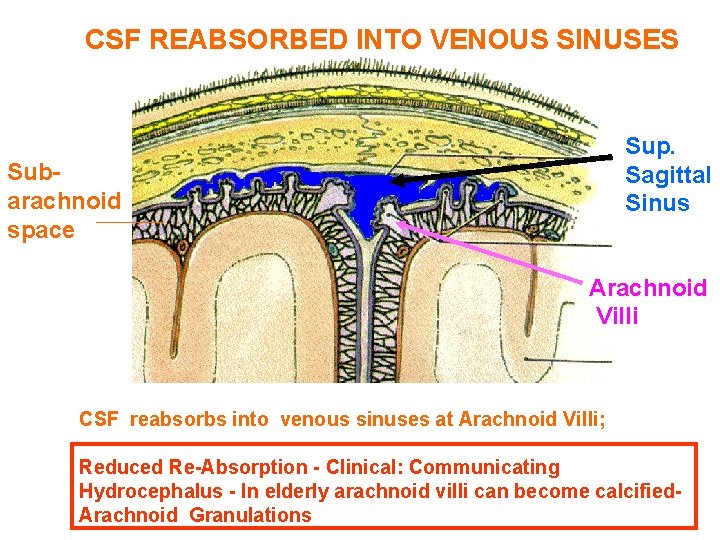 CSF REABSORBED INTO VENOUS SINUSES Sup. Sagittal Sinus Subarachnoid space Arachnoid Villi CSF reabsorbs