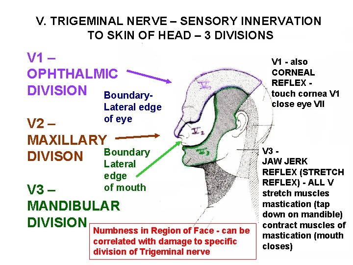 V. TRIGEMINAL NERVE – SENSORY INNERVATION TO SKIN OF HEAD – 3 DIVISIONS V