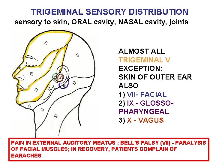 TRIGEMINAL SENSORY DISTRIBUTION sensory to skin, ORAL cavity, NASAL cavity, joints ALMOST ALL TRIGEMINAL