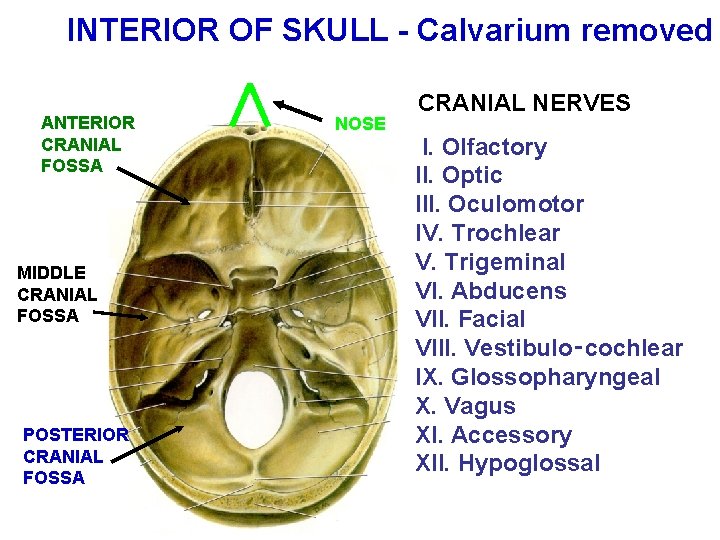 INTERIOR OF SKULL - Calvarium removed ANTERIOR CRANIAL FOSSA MIDDLE CRANIAL FOSSA POSTERIOR CRANIAL