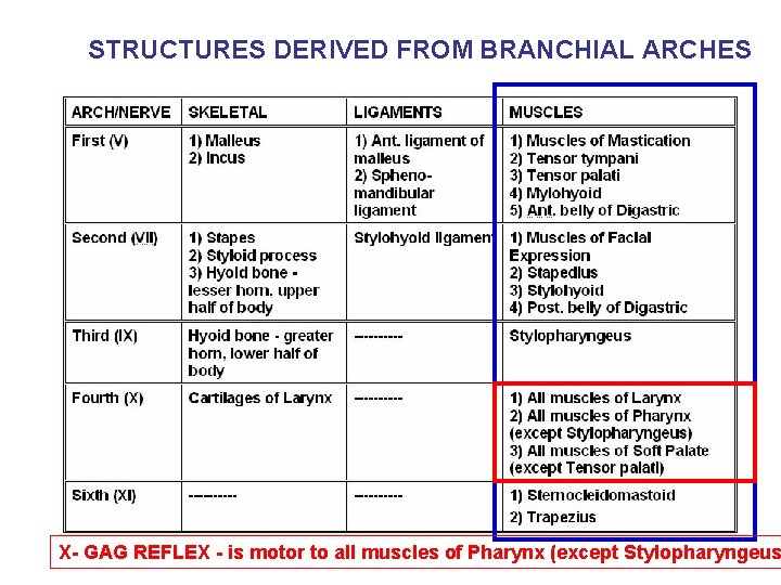 STRUCTURES DERIVED FROM BRANCHIAL ARCHES X- GAG REFLEX - is motor to all muscles