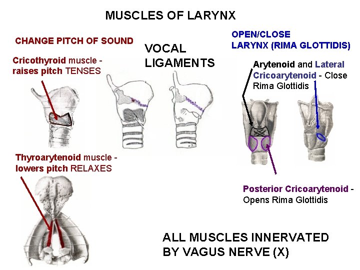 MUSCLES OF LARYNX CHANGE PITCH OF SOUND Cricothyroid muscle raises pitch TENSES VOCAL LIGAMENTS