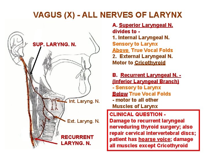 VAGUS (X) - ALL NERVES OF LARYNX SUP. LARYNG. N. Int. Laryng. N. Ext.