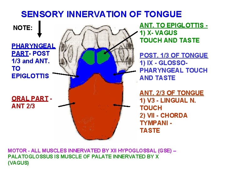 SENSORY INNERVATION OF TONGUE NOTE: PHARYNGEAL PART- POST 1/3 and ANT. TO EPIGLOTTIS ORAL