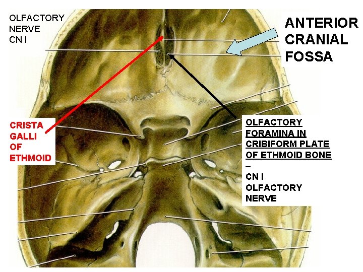 OLFACTORY NERVE CN I CRISTA GALLI OF ETHMOID ANTERIOR CRANIAL FOSSA OLFACTORY FORAMINA IN