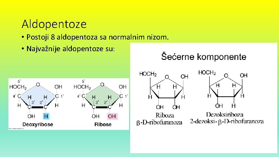 Aldopentoze • Postoji 8 aldopentoza sa normalnim nizom. • Najvažnije aldopentoze su: 