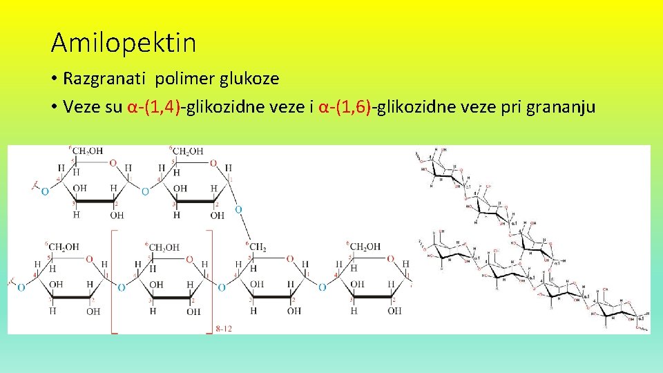 Amilopektin • Razgranati polimer glukoze • Veze su α-(1, 4)-glikozidne veze i α-(1, 6)-glikozidne