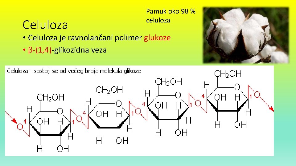 Celuloza Pamuk oko 98 % celuloza • Celuloza je ravnolančani polimer glukoze • β-(1,