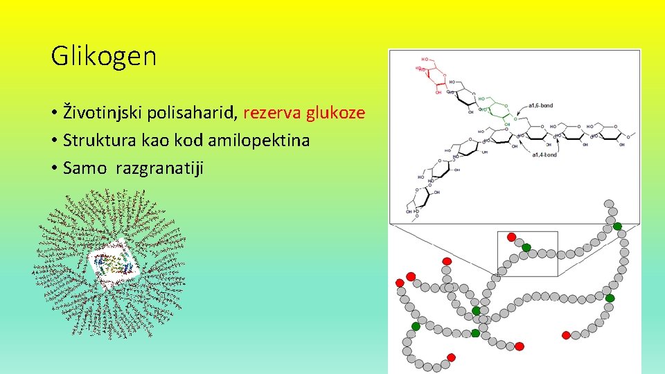 Glikogen • Životinjski polisaharid, rezerva glukoze • Struktura kao kod amilopektina • Samo razgranatiji