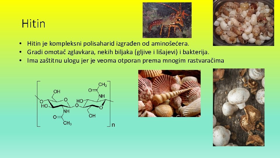 Hitin • Hitin je kompleksni polisaharid izgrađen od aminošećera. • Gradi omotač zglavkara, nekih