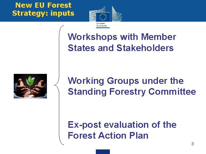 New EU Forest Strategy: inputs Workshops with Member States and Stakeholders Working Groups under