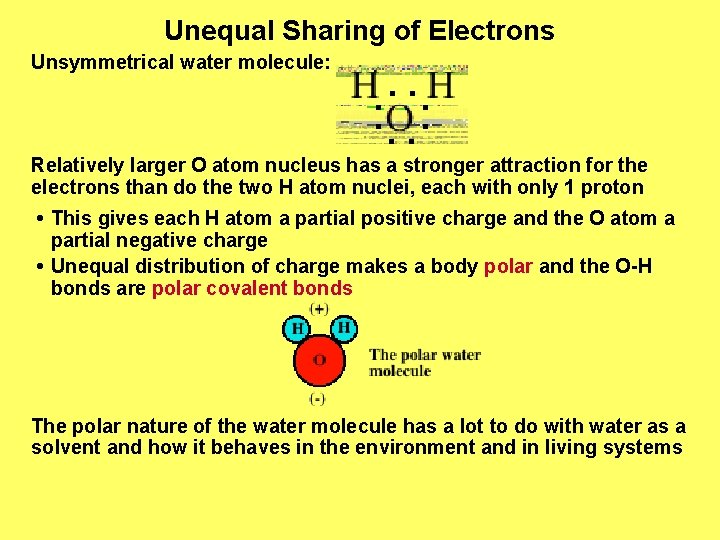 Unequal Sharing of Electrons Unsymmetrical water molecule: Relatively larger O atom nucleus has a