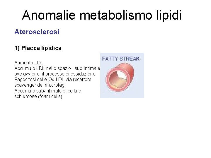 Anomalie metabolismo lipidi Aterosclerosi 1) Placca lipidica Aumento LDL Accumulo LDL nello spazio sub-intimale
