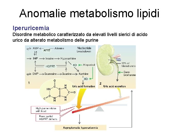 Anomalie metabolismo lipidi Iperuricemia Disordine metabolico caratterizzato da elevati livelli sierici di acido urico