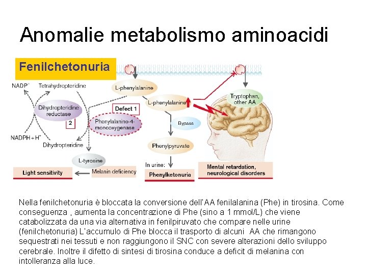 Anomalie metabolismo aminoacidi Fenilchetonuria Nella fenilchetonuria è bloccata la conversione dell’AA fenilalanina (Phe) in