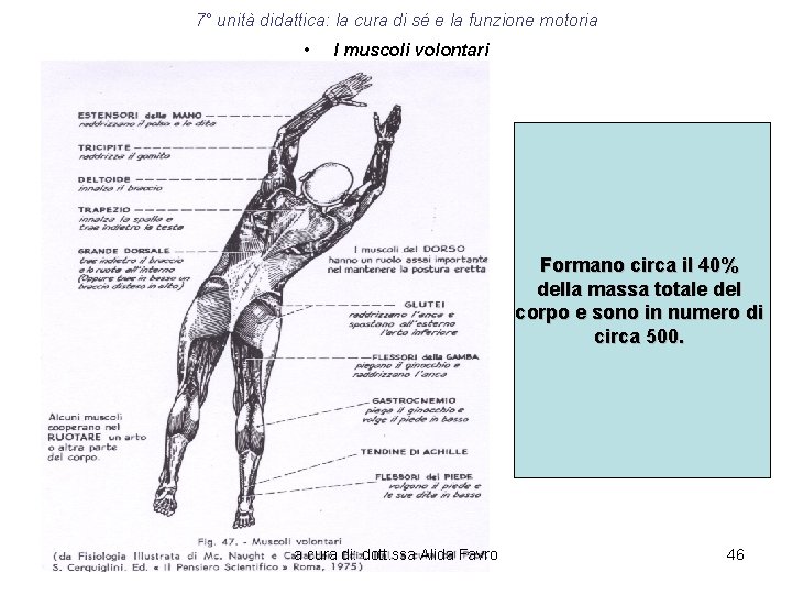 7° unità didattica: la cura di sé e la funzione motoria • I muscoli