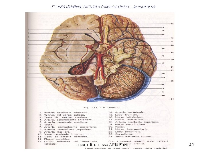 7° unità didattica: l’attività e l’esercizio fisico - la cura di sé • Il