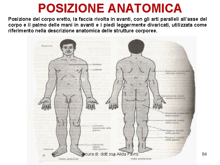 POSIZIONE ANATOMICA Posizione del corpo eretto, la faccia rivolta in avanti, con gli arti