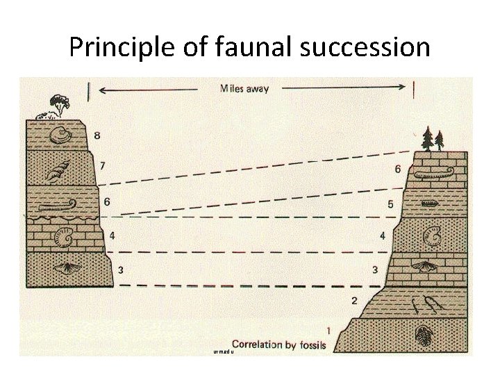 Principle of faunal succession Fossils of plants and animals occur in a definite order,