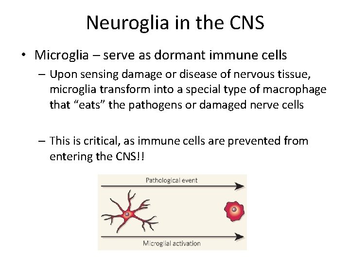 Neuroglia in the CNS • Microglia – serve as dormant immune cells – Upon Neuroglia in the CNS • Microglia – serve as dormant immune cells – Upon