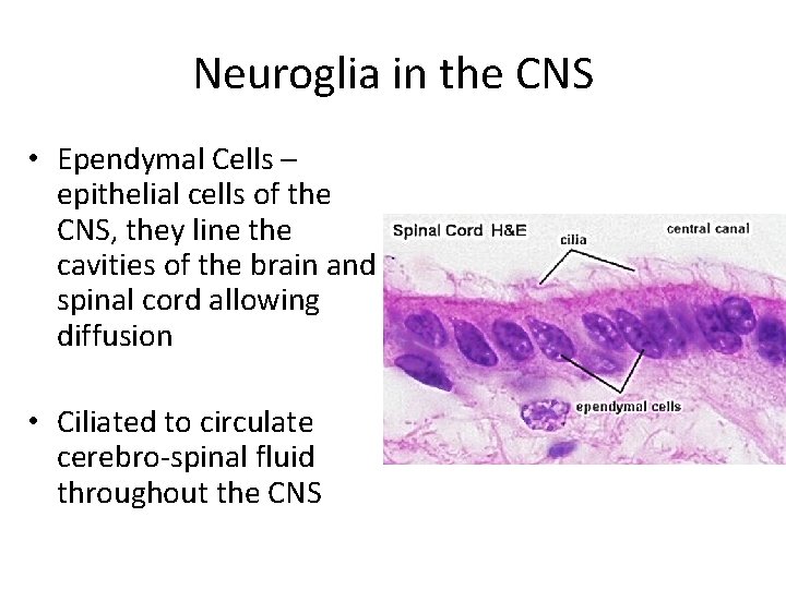 Neuroglia in the CNS • Ependymal Cells – epithelial cells of the CNS, they Neuroglia in the CNS • Ependymal Cells – epithelial cells of the CNS, they