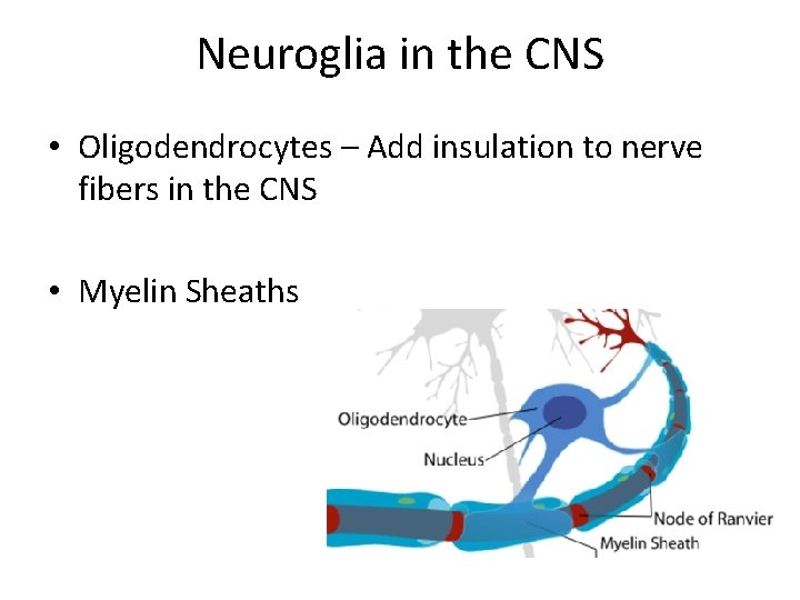 Neuroglia in the CNS • Oligodendrocytes – Add insulation to nerve fibers in the