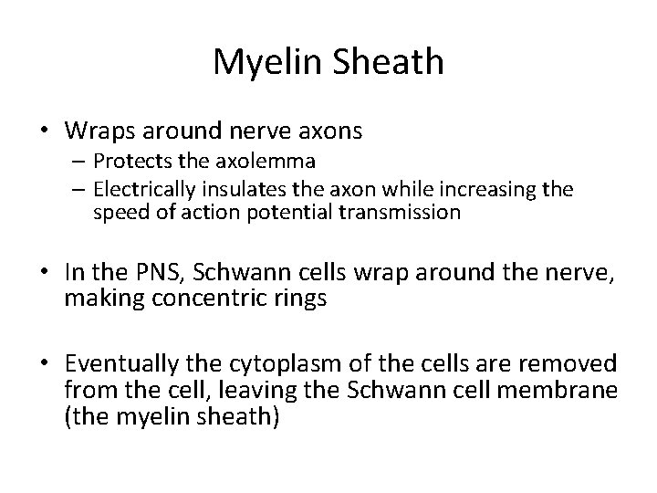 Myelin Sheath • Wraps around nerve axons – Protects the axolemma – Electrically insulates