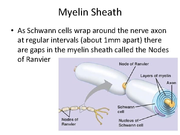Myelin Sheath • As Schwann cells wrap around the nerve axon at regular intervals