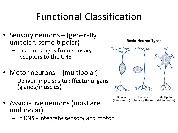 Functional Classification • Sensory neurons – (generally unipolar, some bipolar) – Take messages from Functional Classification • Sensory neurons – (generally unipolar, some bipolar) – Take messages from
