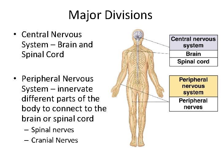 Major Divisions • Central Nervous System – Brain and Spinal Cord • Peripheral Nervous