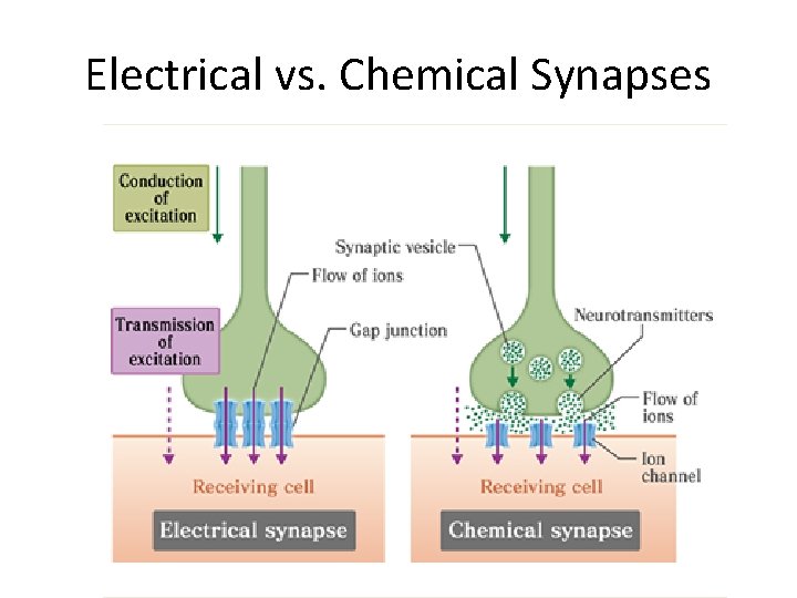 Electrical vs. Chemical Synapses Electrical vs. Chemical Synapses