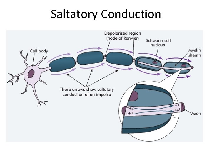 Saltatory Conduction Saltatory Conduction