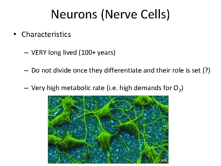 Neurons (Nerve Cells) • Characteristics – VERY long lived (100+ years) – Do not