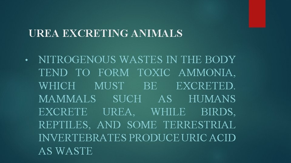 UREA EXCRETING ANIMALS • NITROGENOUS WASTES IN THE BODY TEND TO FORM TOXIC AMMONIA,