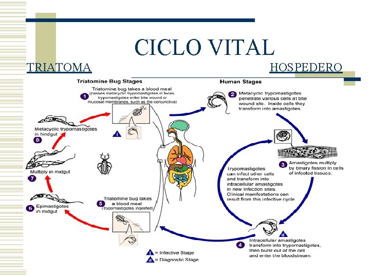 CICLO VITAL TRIATOMA HOSPEDERO CICLO VITAL TRIATOMA HOSPEDERO