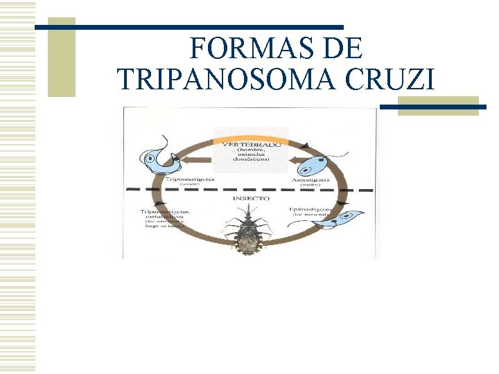 FORMAS DE TRIPANOSOMA CRUZI FORMAS DE TRIPANOSOMA CRUZI