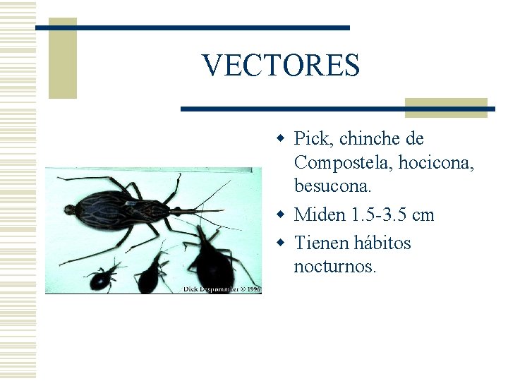 VECTORES w Pick, chinche de Compostela, hocicona, besucona. w Miden 1. 5 -3. 5 VECTORES w Pick, chinche de Compostela, hocicona, besucona. w Miden 1. 5 -3. 5