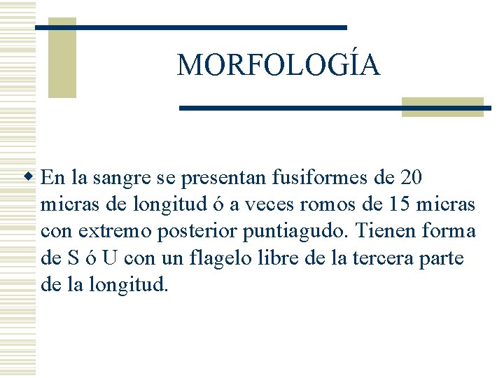 MORFOLOGÍA w En la sangre se presentan fusiformes de 20 micras de longitud ó MORFOLOGÍA w En la sangre se presentan fusiformes de 20 micras de longitud ó