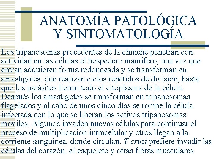 ANATOMÍA PATOLÓGICA Y SINTOMATOLOGÍA Los tripanosomas procedentes de la chinche penetran con actividad en ANATOMÍA PATOLÓGICA Y SINTOMATOLOGÍA Los tripanosomas procedentes de la chinche penetran con actividad en