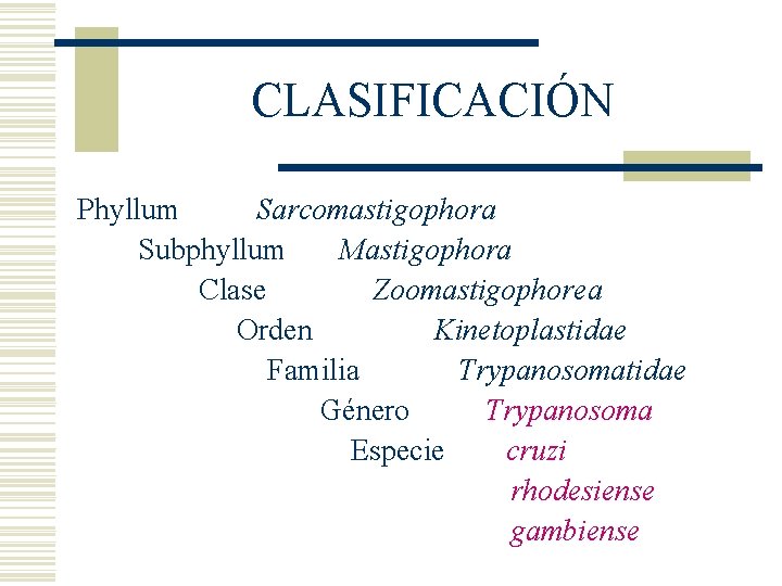 CLASIFICACIÓN Phyllum Sarcomastigophora Subphyllum Mastigophora Clase Zoomastigophorea Orden Kinetoplastidae Familia Trypanosomatidae Género Trypanosoma Especie CLASIFICACIÓN Phyllum Sarcomastigophora Subphyllum Mastigophora Clase Zoomastigophorea Orden Kinetoplastidae Familia Trypanosomatidae Género Trypanosoma Especie