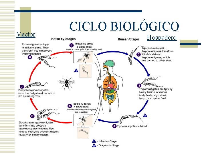 Vector CICLO BIOLÓGICO Hospedero Vector CICLO BIOLÓGICO Hospedero