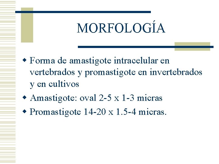MORFOLOGÍA w Forma de amastigote intracelular en vertebrados y promastigote en invertebrados y en MORFOLOGÍA w Forma de amastigote intracelular en vertebrados y promastigote en invertebrados y en
