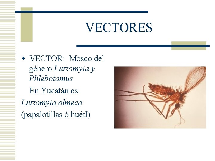 VECTORES w VECTOR: Mosco del género Lutzomyia y Phlebotomus En Yucatán es Lutzomyia olmeca VECTORES w VECTOR: Mosco del género Lutzomyia y Phlebotomus En Yucatán es Lutzomyia olmeca