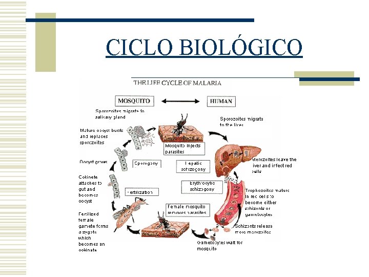 CICLO BIOLÓGICO CICLO BIOLÓGICO