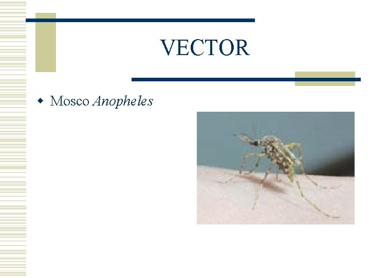 VECTOR w Mosco Anopheles VECTOR w Mosco Anopheles