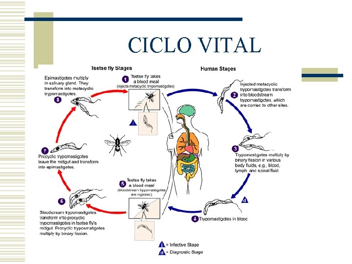 CICLO VITAL CICLO VITAL
