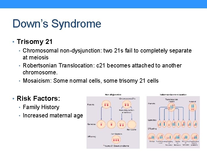 Down’s Syndrome • Trisomy 21 • Chromosomal non-dysjunction: two 21 s fail to completely