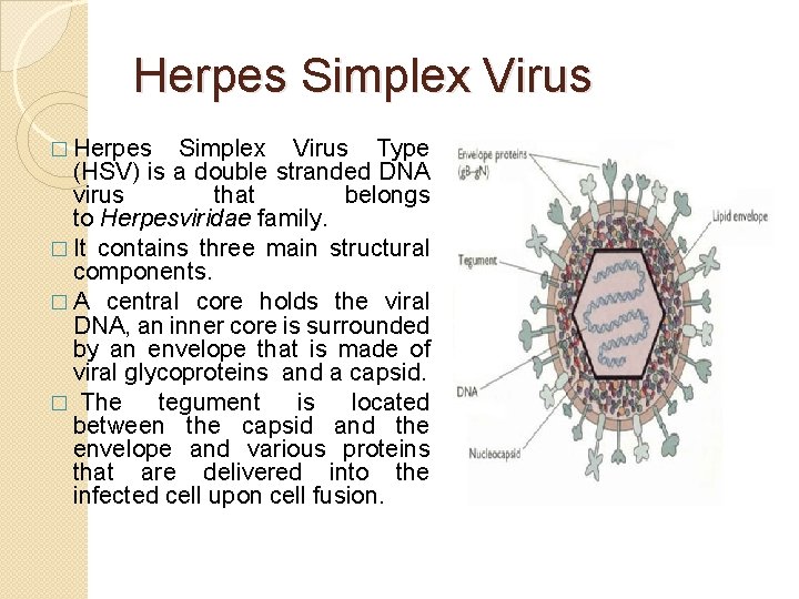 Herpes Simplex Virus � Herpes Simplex Virus Type (HSV) is a double stranded DNA