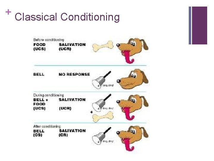 + Classical Conditioning 