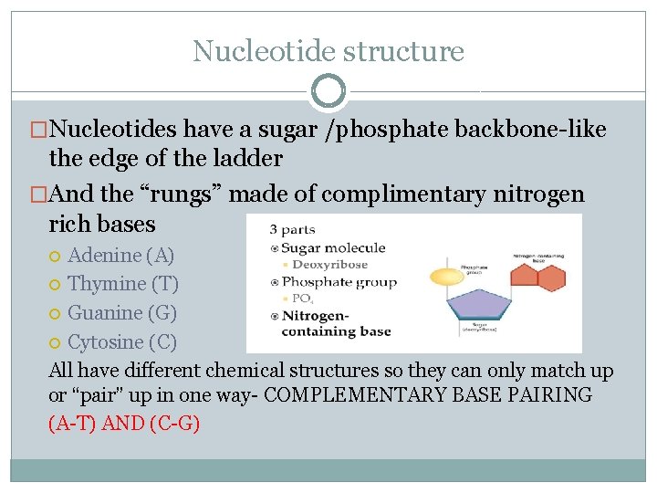 Nucleotide structure �Nucleotides have a sugar /phosphate backbone-like the edge of the ladder �And